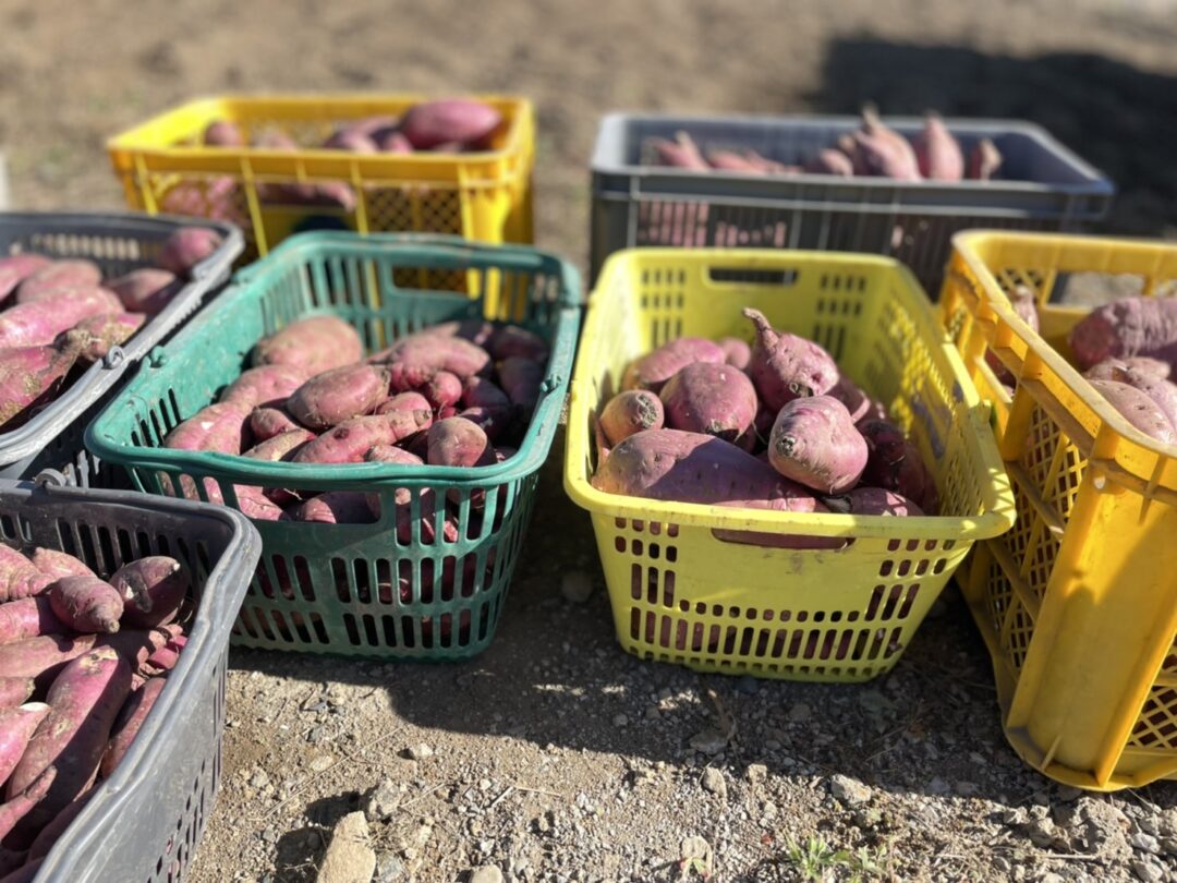 収穫した大量のサツマイモの写真